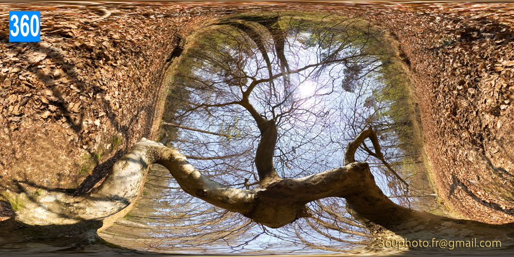 Photo 360 d'art Panorama design - Paysage d'arbre insolite en forêt - Leasing d'art ou achat en ligne