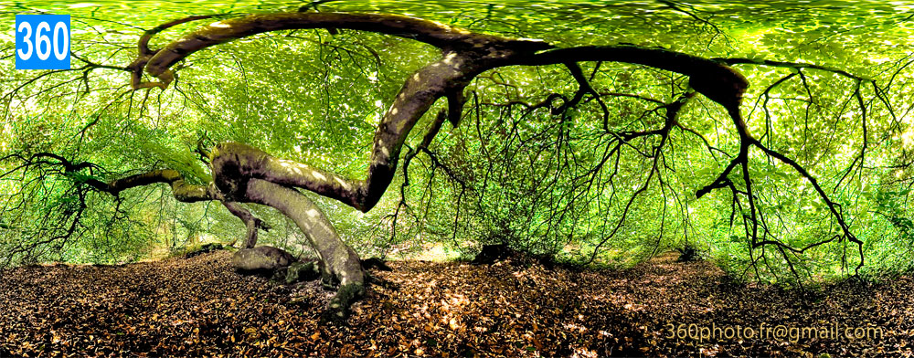 Galerie d'art photo à 360° en ligne | Paysage arbre insolite en forêt | Location ou à l'achat