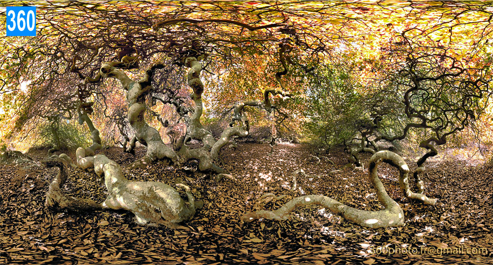 Vente tirage d'art numéroté arbres forestiers exceptionnels en automne. Photo panorama 360