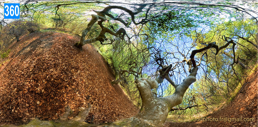 Photo 360 Panorama design - Paysage d'arbres forestiers printemps - Leasing ou achat - Galerie d'art