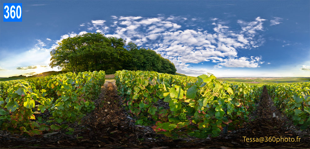 Galerie d'art photo à 360° | Vignoble du Champagne Veuve Clicquot | Leasing d'art ou achat