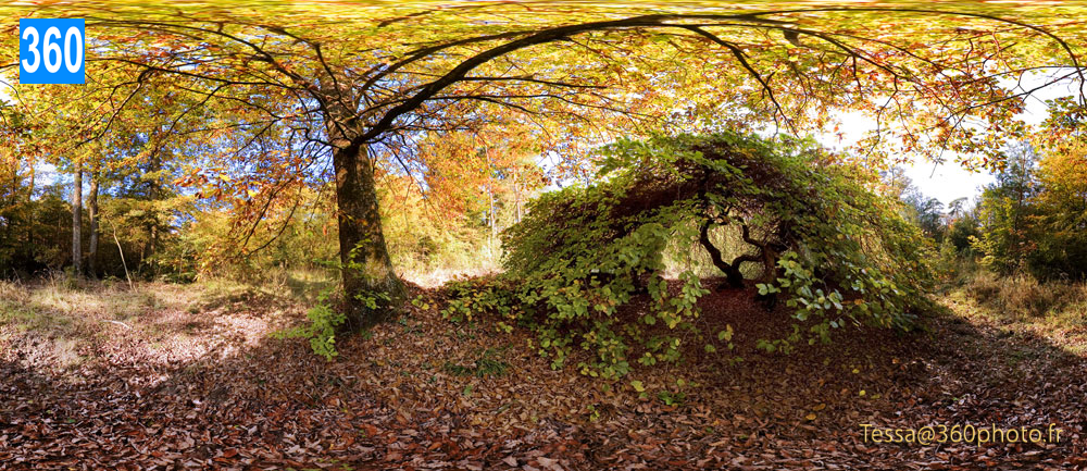 Photo Panorama 360 de Paysage forestier en automne. Leasing d'art. Edition numérotée