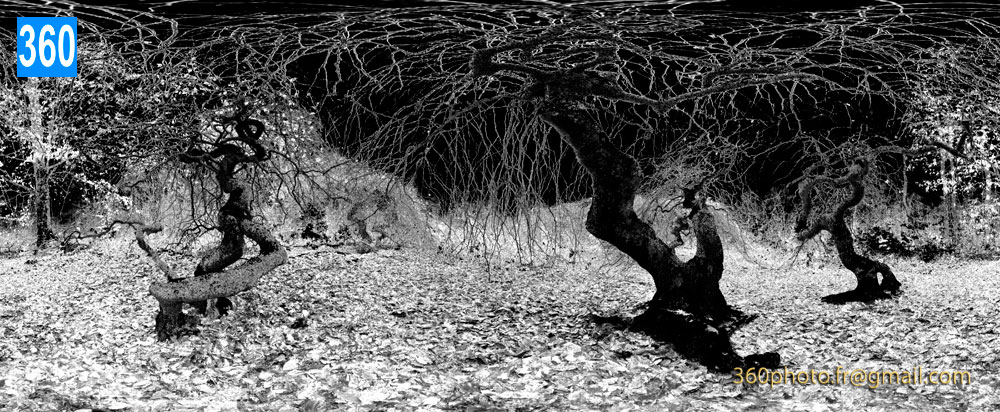 Galerie d'art 360 Photo | Paysage N&B infrarouge d'arbres insolites forestiers |  Livraison offerte