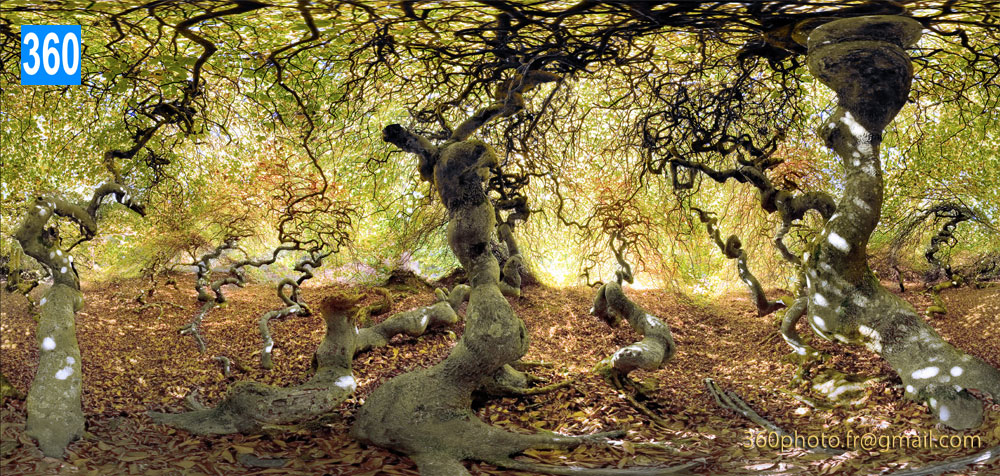 Photo d'art panorama 360 d'arbres forestiers exceptionnels. Art déco murale d'entreprise