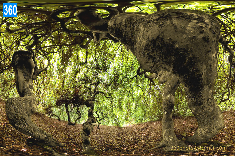 Galerie Photo 360° d'art | Paysage d'arbres curieux en forêt | Leasing art décoration murale